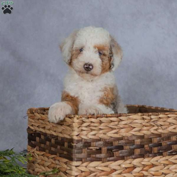Lucy, Miniature Poodle Puppy